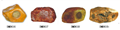 DMD616/DMD617/DMD618/DMD619